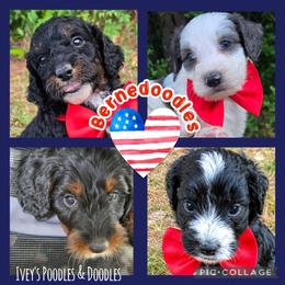 Bernedoodle and Goldendoodle Puppies from Ivey's Poodles & Doodles