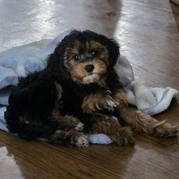 Poodle, Yorkipoo, and Yorkshire Terrier Puppies from Sonshine Yorkies