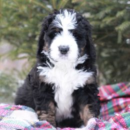 Bernedoodle Puppies from Richardville Hunde