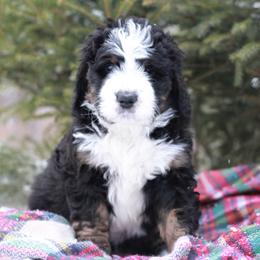 Bernedoodle Puppies from Richardville Hunde