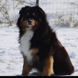 Kong - Miniature Australian Shepherd