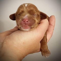 Girl 3 - Cavapoo puppy in Spokane, Washington from Treasured Cavaliers of the Pacific Northwest