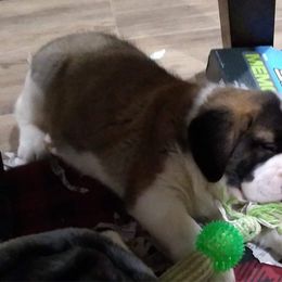 Newfoundland, Poodle, Saint Berdoodle, and Saint Bernard Puppies from Mammoth Doodles