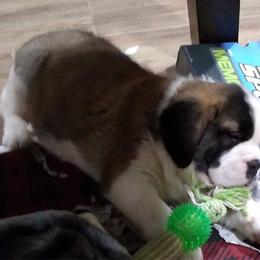 Newfoundland, Poodle, Saint Berdoodle, and Saint Bernard Puppies from Mammoth Doodles
