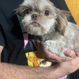 Vixie - Shih Tzu
