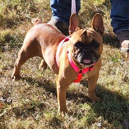 French Bulldogs from June Bug Kennel