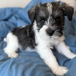 Negro - Parti male Miniature Schnauzer puppy in La Mirada, California from SchnauzersRus