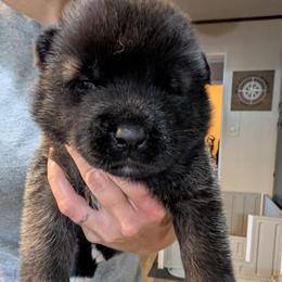Nebula's Boy 2 - Black male Akita puppy in South Carolina from Sierra Mountain Akitas