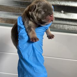 French Bulldog Puppies from Boone county frenchies