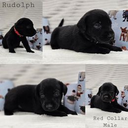Rudolph - Black male Labrador Retriever puppy in Boyd, Minnesota from Lindley Labradors