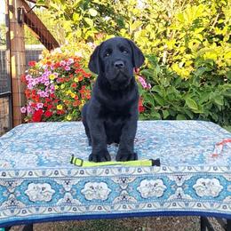 Black Male - Black male Labrador Retriever puppy in Yelm, Washington from Prince Labradors