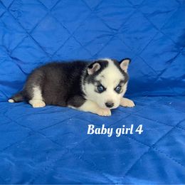 Baby girl 4 - Black and white female Siberian Husky puppy in Ocala, Florida from Florida Husky Puppies