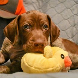 German Shorthaired Pointer Puppies from Jenny Ridge Kennels
