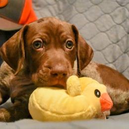 German Shorthaired Pointer Puppies from Jenny Ridge Kennels