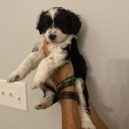 Boy 2 - Miniature Australian Shepherd puppy in Purvis, Mississippi from Rolling Oaks Farm - Deladios Kennels