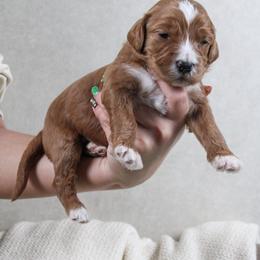Apple Jack - Red  female Goldendoodle puppy in Warsaw, Ohio from Lovabledoodles