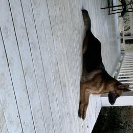 German Shepherd All Grown Up from Angel Oak German Shepherds