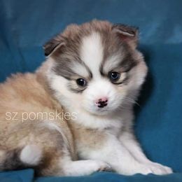 Pomsky Puppies from SZ Rolling Acres LLC