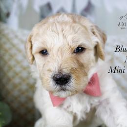 Blue collar - Merle male Schnoodle puppy in Plattsburgh, New York from Adirondack Poodles Goldendoodles,Bernedoodles & Schnoodles