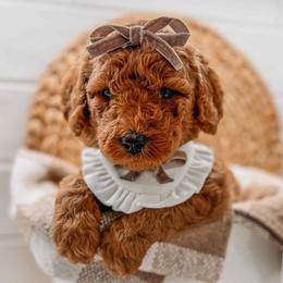 Aurora - Red  female Goldendoodle puppy in Iola, Texas from Supreme Doodles of Texas