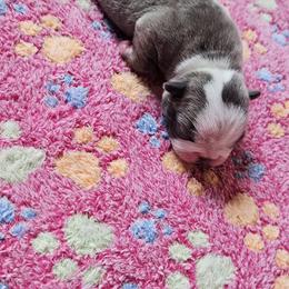 BLUE Male - Blue male Boston Terrier puppy in Elkland, Missouri from Tellier's AKC Boston Terriers Missouri