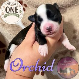 Orchid - Sable female Chinese Crested puppy in Sweet Home, Oregon from Rhapsody Poodles & Cresteds