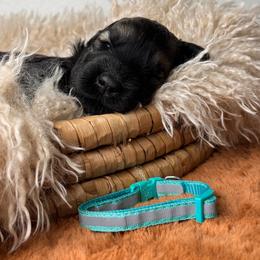 Girl 3 - Teal Collar - Pepper and salt female Giant Schnauzer puppy in St George, Utah from Schnauzer Ranch