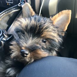 Yorkshire Terrier Puppies from Marvelus Yorkies