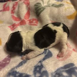 Girl 3 - Parti female Miniature Schnauzer puppy in Dunlap, Tennessee from Beards of Glory