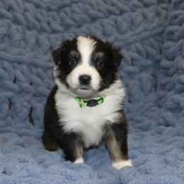 Australian Shepherd Puppies from Crofford’s Pretty Pups