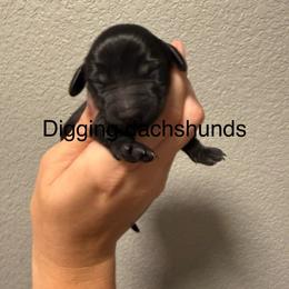 Rain - Black and cream female Dachshund puppy in Denison, Texas from Digging Dachshunds