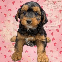 Champagne - Black and tan male Yorkipoo puppy in Coshocton, Ohio from Forever Family Puppies