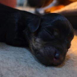 Black and Tan brindle - Brindle female Dachshund puppy in West Plains, Missouri from Spring Creek Dachshunds