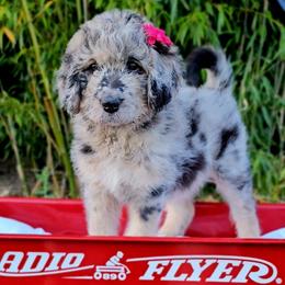 Esther - Merle female Saint Berdoodle puppy in Battle Ground, Washington from Mad Hatter Farms Saint Berdoodles