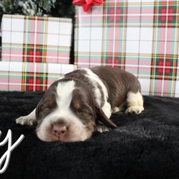 Joy - Liver white and tan female English Springer Spaniel puppy in Barnstead, New Hampshire from C & S Farms