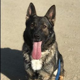 German Shepherds from Ellen's German Shepherds