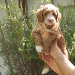 Rider - Brown male Double Doodle puppy in Los Angeles, California from Deane’s Double Doodles
