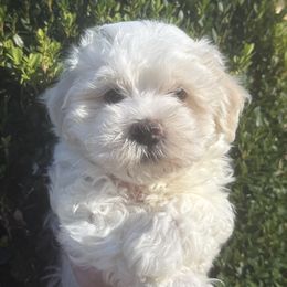 Wrangler - White male Havanese puppy in Laurel, Indiana from Honey-Bee Home Havanese