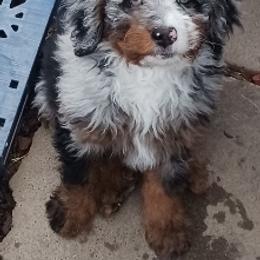 Blue Girl - Merle female Bernedoodle puppy in Kimberly, Idaho from Wizardwood Doodles
