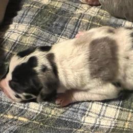 Oolong - Harlequin male Great Dane puppy in Marlow, New Hampshire from Fox Hill Danes