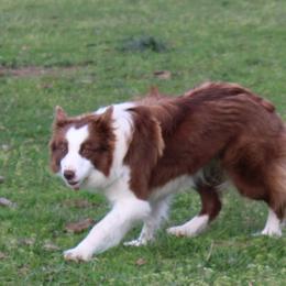 Angel  - Border Collie