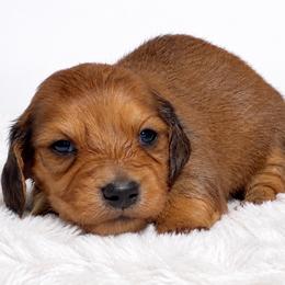 Ollie - Red male Dachshund puppy in Farmington, Missouri from Eva Leas Pups