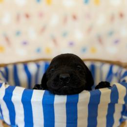 Girl 5 - female Labrador Retriever puppy in Overton, Nevada from Sinfully Sweet Kennel