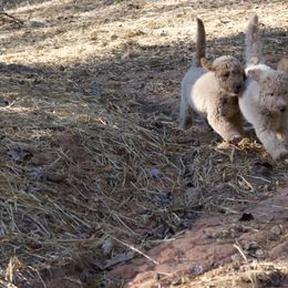 Goldendoodle Puppies from FurEver Friends Doodles
