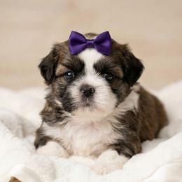 VENUS - Brindle and white female Shih Tzu puppy in Los Banos And Bay Area, California from Shantii's Shih Tzu's