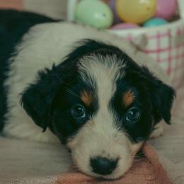 Juliet - Black tri-color female Australian Shepherd puppy in Cotati, California from Tried and True Aussies