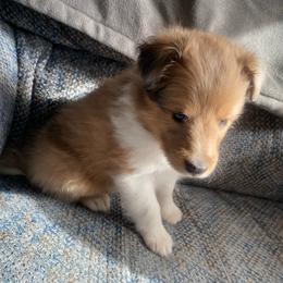 Barney (Male 2) - Sable merle and white male Shetland Sheepdog puppy in Chambersburg, Pennsylvania from Clark Kennel Shelties