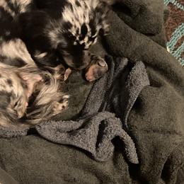 Dachshund Puppies from Dachshund Dad