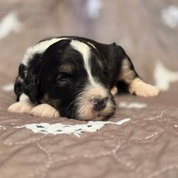 Chase - Tri-color male Bernedoodle puppy in Shelton, Washington from NW Bernedoodles of Washington