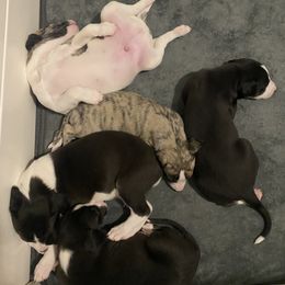 Whippet Puppies from Infinity Whippets